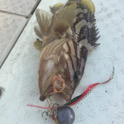 マタウマリンサービス 釣果