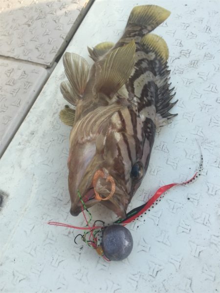 マタウマリンサービス 釣果