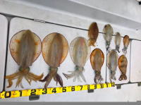 オーシャンマスター 釣果