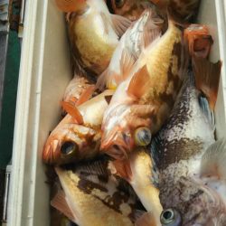 モンロー号 釣果