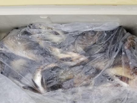 オーフリー 釣果