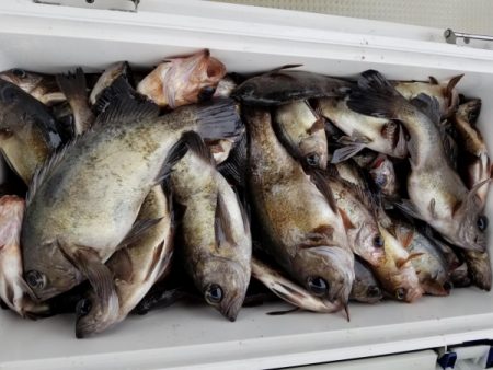 オーフリー 釣果