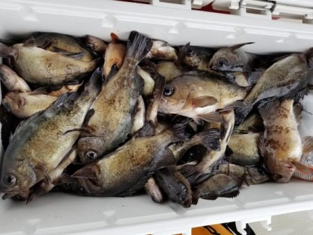 オーフリー 釣果