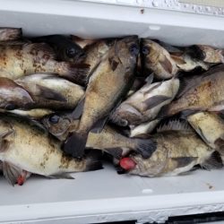 オーフリー 釣果