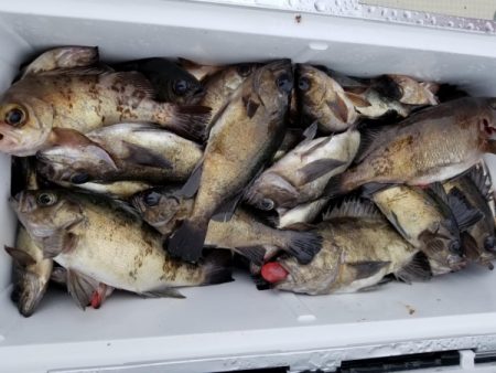 オーフリー 釣果