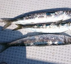 海龍丸(福岡) 釣果