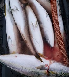 海龍丸(福岡) 釣果