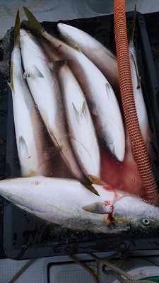 海龍丸(福岡) 釣果