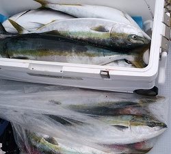 海龍丸(福岡) 釣果