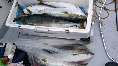 海龍丸(福岡) 釣果