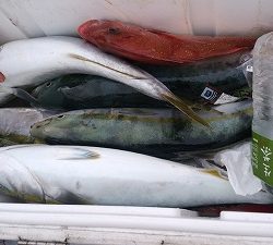海龍丸(福岡) 釣果