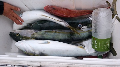 海龍丸(福岡) 釣果