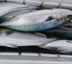 海龍丸(福岡) 釣果