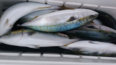 海龍丸(福岡) 釣果