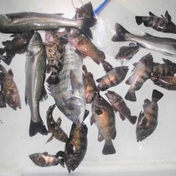 ルアー船マヒマヒ 釣果