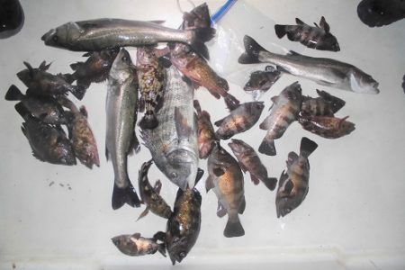 ルアー船マヒマヒ 釣果