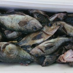 オーフリー 釣果