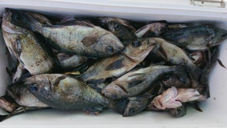 オーフリー 釣果