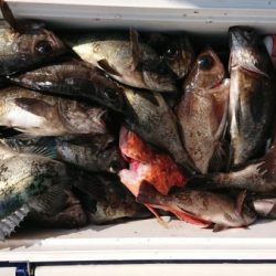 オーフリー 釣果