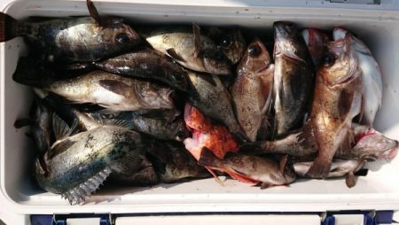 オーフリー 釣果