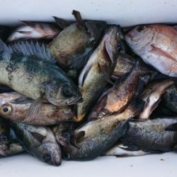 オーフリー 釣果