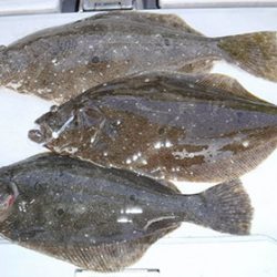 松本釣船２ 釣果