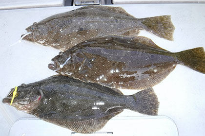 松本釣船２ 釣果