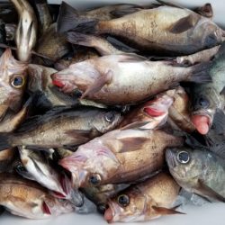 オーフリー 釣果