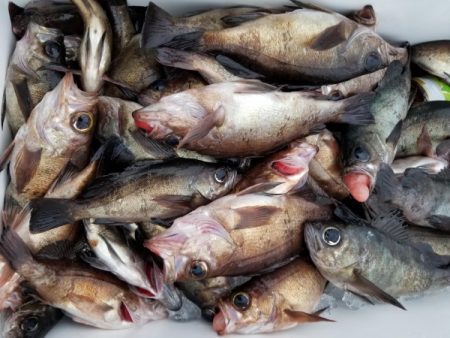 オーフリー 釣果