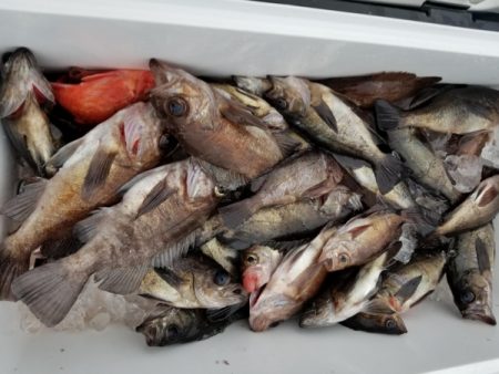 オーフリー 釣果