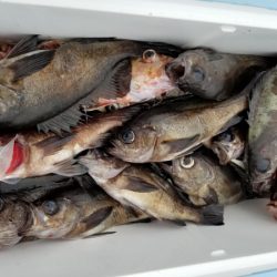 オーフリー 釣果