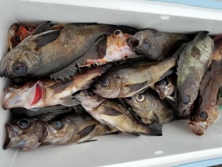 オーフリー 釣果