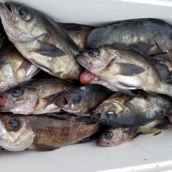 オーフリー 釣果