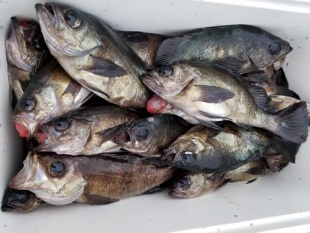 オーフリー 釣果