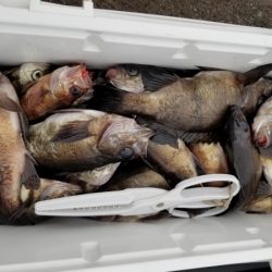 オーフリー 釣果