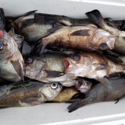 オーフリー 釣果