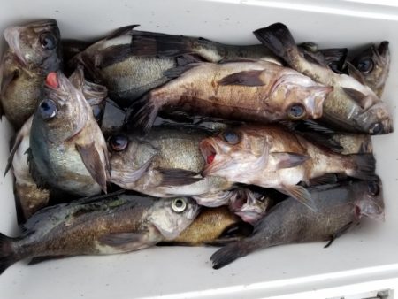 オーフリー 釣果