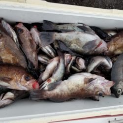 オーフリー 釣果