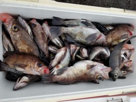 オーフリー 釣果