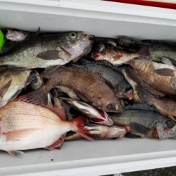 オーフリー 釣果