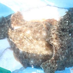 松本釣船2 釣果