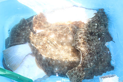 松本釣船2 釣果