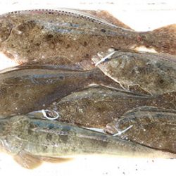 松本釣船2 釣果