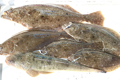 松本釣船2 釣果