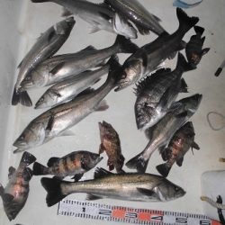 ルアー船マヒマヒ 釣果