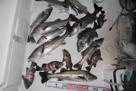 ルアー船マヒマヒ 釣果