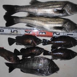 ルアー船マヒマヒ 釣果