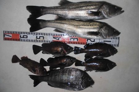 ルアー船マヒマヒ 釣果