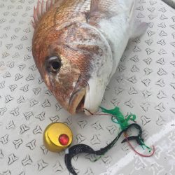 マタウマリンサービス 釣果