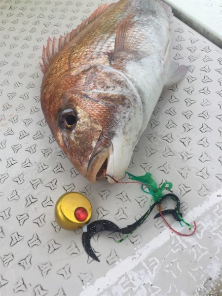 マタウマリンサービス 釣果